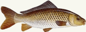 Ehte Karp Karpe – Meite